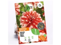 GROW by OBI Dahlia décoratif Dynamite Rouge/Blanc
