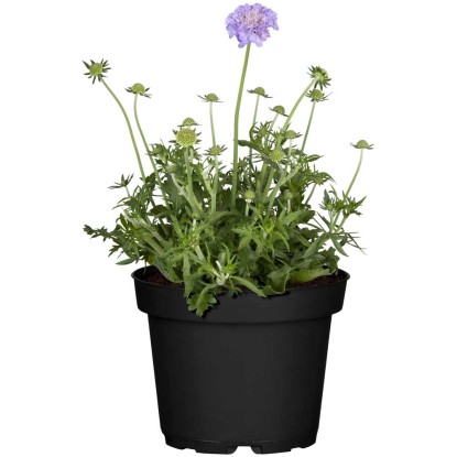 GROW by OBI Tauben-Skabiose Scabiosa Violettblau Topf Ø 19 cm