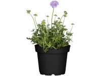 GROW by OBI Tauben-Skabiose Scabiosa Violettblau Topf Ø 19 cm