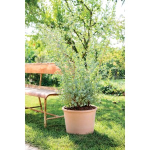 Vaso Deroma cilindrico Bordato bianco da 38 cm in terracotta in giardino.