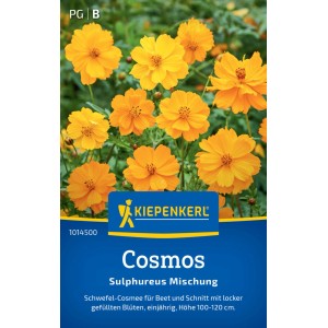 Kiepenkerl Cosmos Sulphureus : Graines de fleurs colorées pour massifs et fleurs coupées.