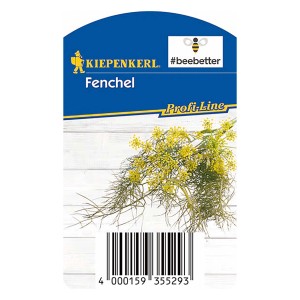 Fenouil bronze Kiepenkerl en pot, fleurs jaunes et feuilles fines.