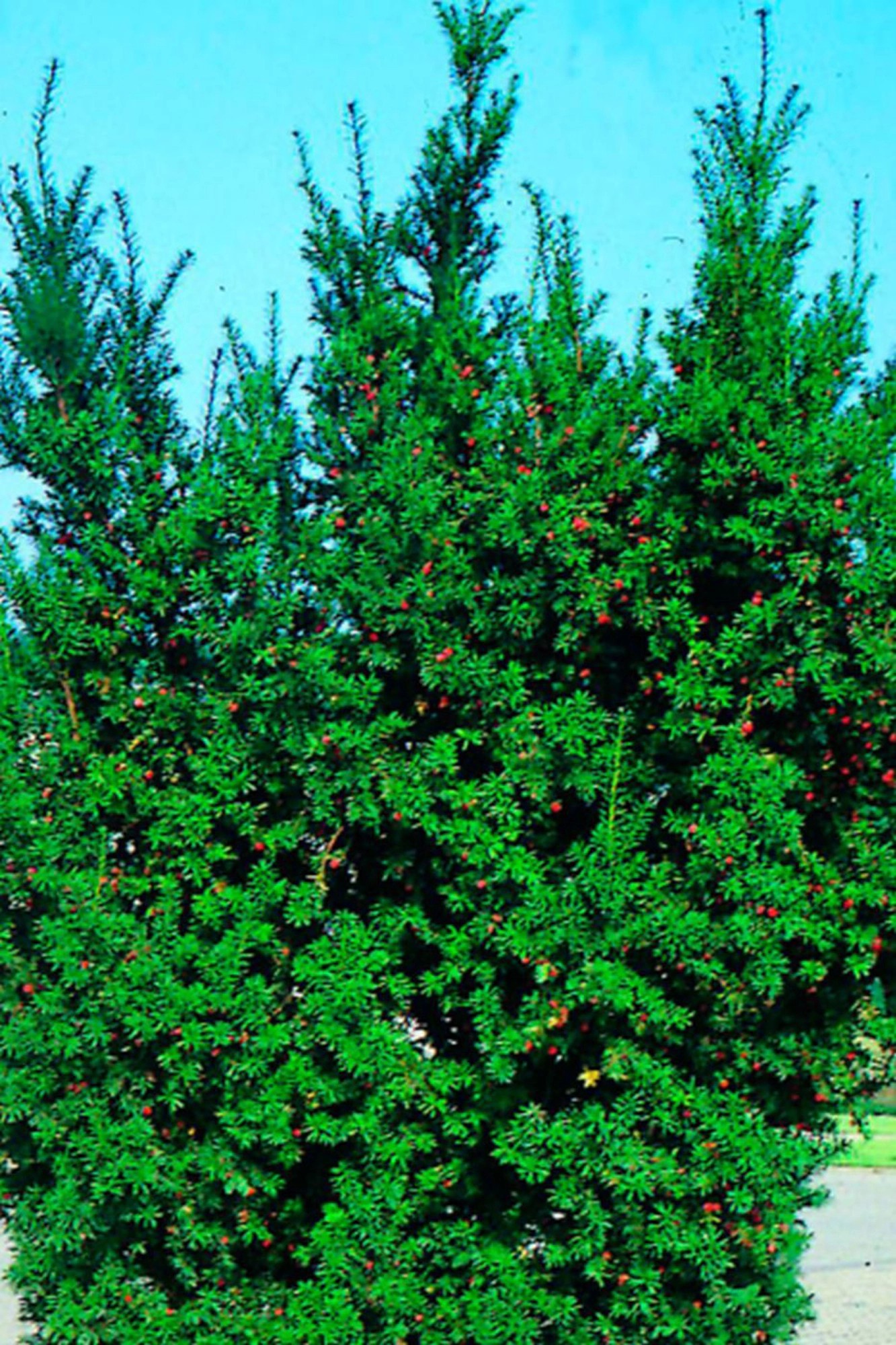 Eibe "Taxus" kaufen bei OBI