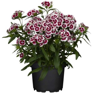 GROW by OBI Garofano dei poeti Dianthus barbatus in vaso con fiori rosso-bianchi.
