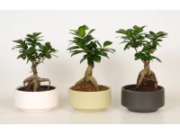 Ficus Microcarpa Ginseng Pure Topf 15 cm