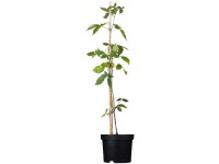 GROW by OBI Bio Brombeere Chester Thornless Rubus Schwarz Topf 2 l / Höhe 20 - 3