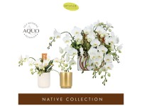 Phalaenopsis Artisto Nouveau Topf Ø 9 cm / Höhe 45 cm Phalaenopsis Artisto Nouveau Topf Ø 9 cm / Höhe 45 cm