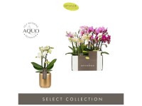 Phalaenopsis-Mix Optifriendneto Aquo Topf Ø 7 cm / Höhe 25 cm Phalaenopsis-Mix Optifriendneto Aquo Topf Ø 7 cm / Höhe 25 cm