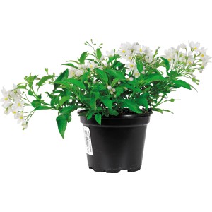 Morelle faux jasmin en pot avec fleurs blanches et feuilles vertes.