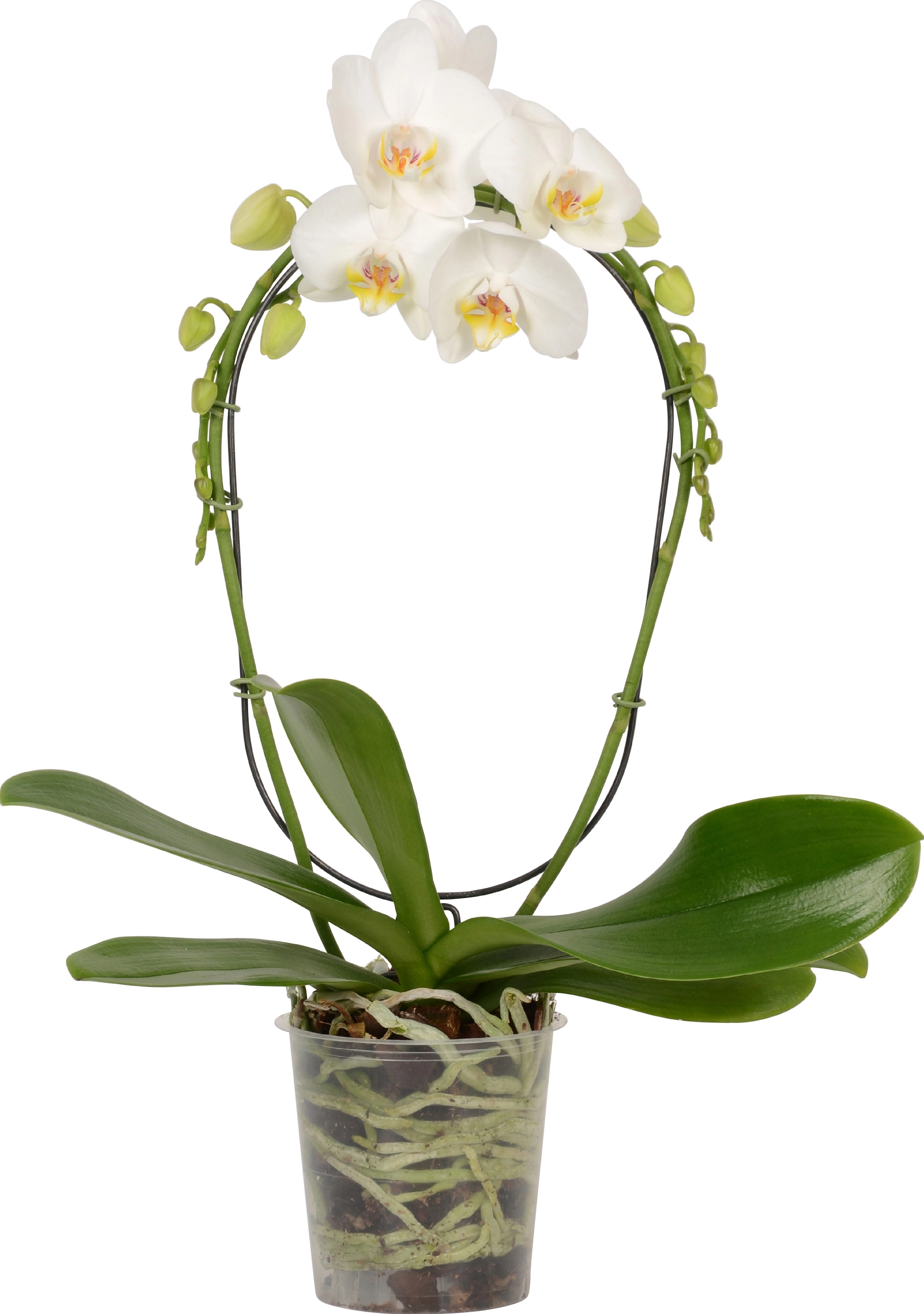 Schmetterlings Orchidee 2 Trieber Topf Ø ca 12 cm kaufen bei OBI