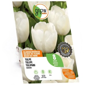 Tulipano Hakuun GROW by OBI: 8 bulbi bianchi fioriti, 50 cm. Per giardino e aiuole.