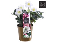 Christrose Helleborus niger Christmas Carol Gold Topf Ø 15 cm