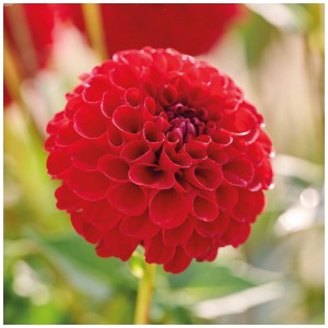 Primo piano di una Dahlia Nescio rosso brillante di Grow by OBI. Fiore sferico con molti petali.