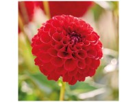 Grow by OBI Dahlie Nescio Rot 1 Stk. Grow by OBI Dahlie Nescio Rot 1 Stk.