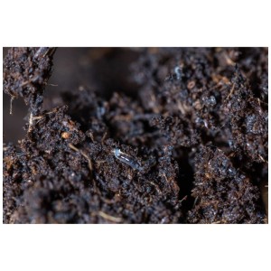 Moscerino dei funghi nel terreno, controllabile con Andermatt Biogarten Solbac.