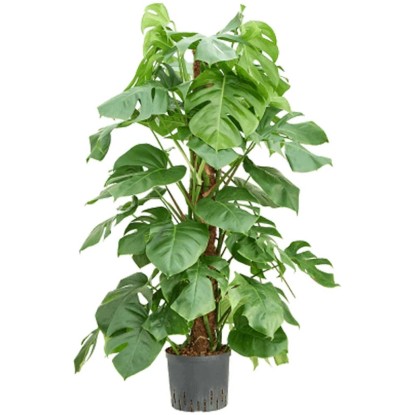 Plante hydrophile philodendron sur colonne en mousse Monstera pot Ø 22 cm / H 12