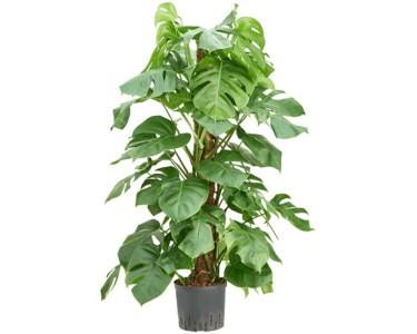 philodendron green congo variegated Philodendron Green Congo Variegated