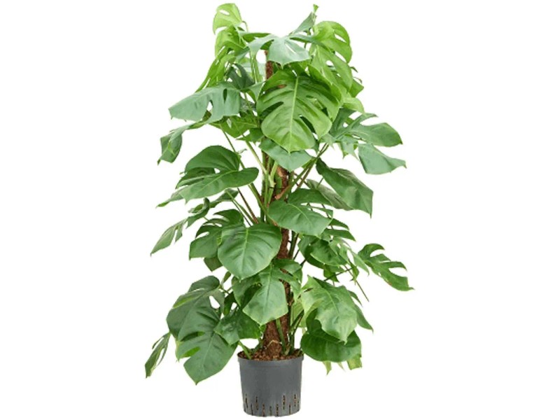 monstera größe Monstera deliciosa XXL | Online kaufen
