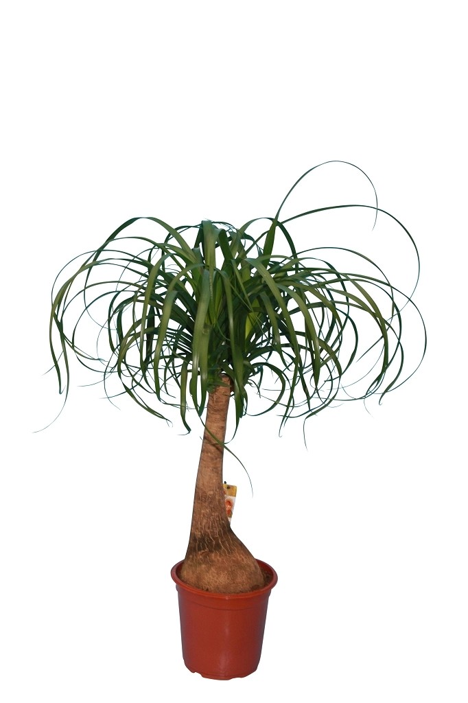 Elefantenfuss "Beaucarnea" kaufen bei OBI