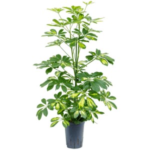 Schefflera Gold Capella plante hydroponique en pot, plante d'intérieur verte avec des accents jaunes.