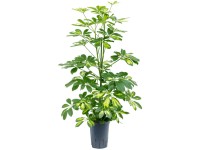 Hydropflanze Scheffleria Gold Capella Topf Ø 15 cm / Höhe 80 - 90 cm