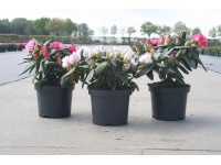 Rhododendron Verschiedene Farben 4 l