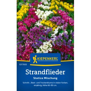 Mix di Statice Limonium sinuatum Kiepenkerl con fiori colorati per aiuole e bouquet secchi.