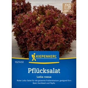 Kiepenkerl Lollo Rossa : Laitue frisée brune dans le jardin.