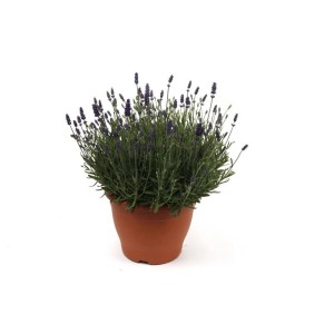 Vraie lavande (Lavandula angustifolia) en pot XL (Ø 30 cm) avec des fleurs violettes.