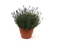 Lavendel bei OBI Alles für Heim, Haus, Garten und Bau