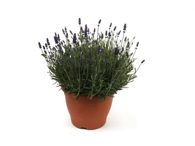Pianta Di Lavanda Vera In Vaso 14cm - Lavandula Angustifolia, Profumata E Anti Insetti - Foto 9