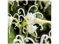 Grow by OBI Hymenocallis Festalis Weiss 2 Stk. Grow by OBI Hymenocallis Festalis Weiss 2 Stk.