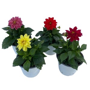 Dahlias Grow by OBI (Dahlia Hybride) de différentes couleurs en pot, env. 14 cm Ø.