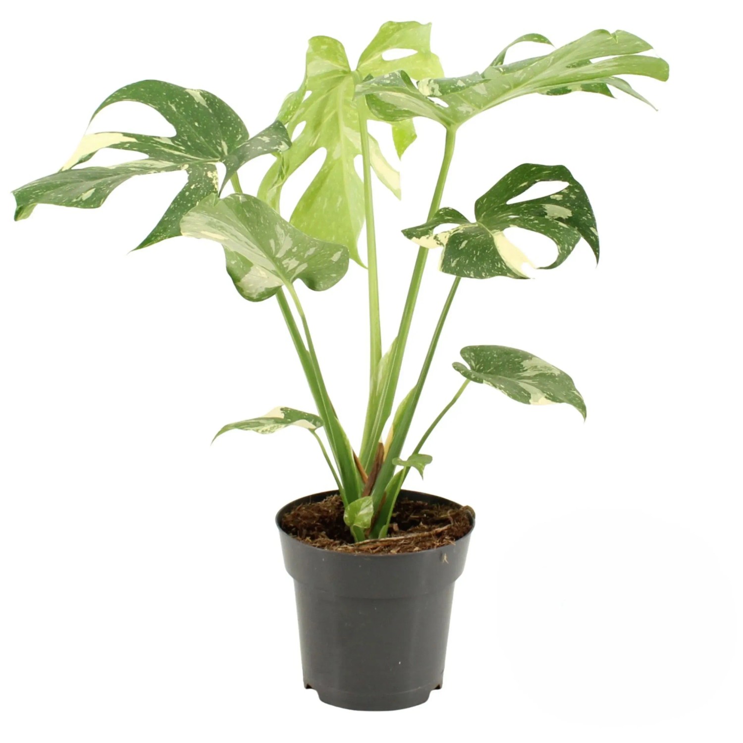 philodendron patriciae kaufen Philodendron patriciae main image 0