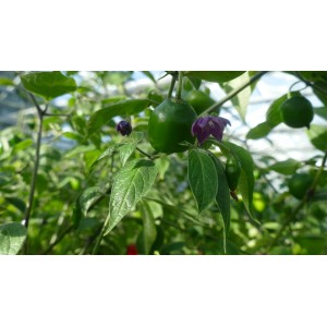 Blu Albero di peperoncino in vaso, frutti verdi e fiori viola. Erbe da cucina per piatti piccanti.
