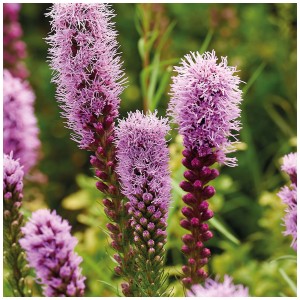 Fiori di Liatris spicata viola, bulbi da fiore Grow by OBI.