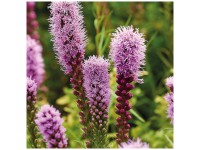 Grow by OBI Prachtkerze Mixed 25 Stk. Grow by OBI Prachtkerze Mixed 25 Stk.