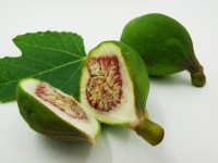 Blu Echte Feige Ficus carica Topf Ø ca. 12 cm