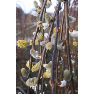 Salice piangente (Salix caprea) in vaso da 5 l con rami pendenti e fioriti.