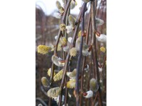 Hänge-Kätzchen-Weide Salix caprea Topf 5 l