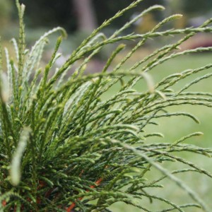 Cipresso di Lawson 'Whipcord': Dettaglio dei rami verdi filiformi.
