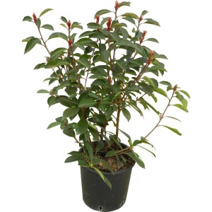 Fotinia Red Robin in vaso, alta circa 40-50 cm, con germogli rossi e foglie verdi.