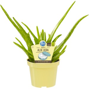 Aloe vera in vaso (Ø 12cm), foglie verdi, vaso giallo. Pianta medicinale per cosmetici e alimenti.