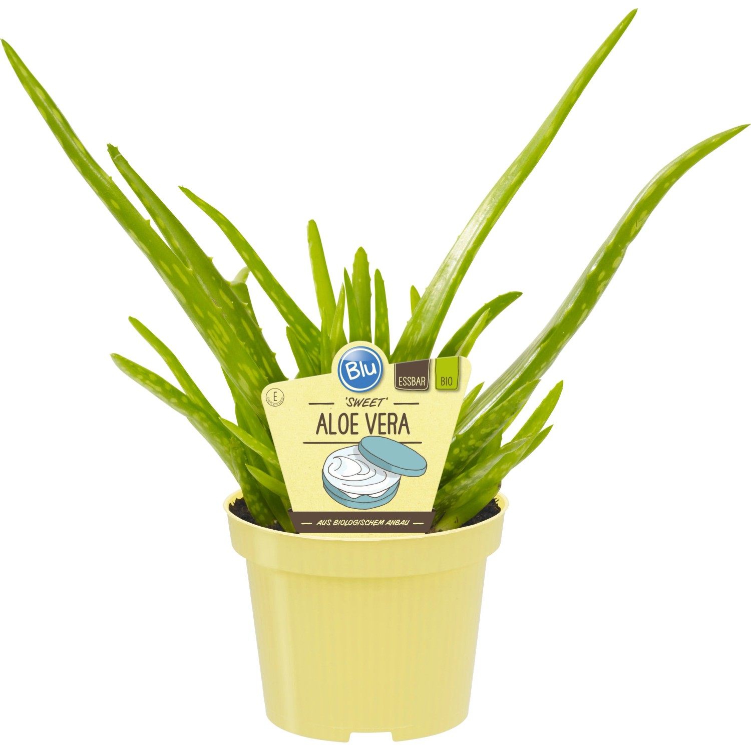 sun lotion aloe vera After Sun Aloe Gel main image 1