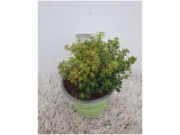 Goldthymian Topf-Ø ca. 12 cm Thymus