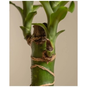Gros plan sur le tronc d'un Dragonnier (Dracaena fragrans) avec des feuilles vertes.