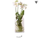 Phalaenopsis im Glas 3-Trieber Weiss Topf Ø 16 cm / Höhe 50 cm Phalaenopsis im Glas 3-Trieber Weiss Topf Ø 16 cm / Höhe 50 cm