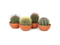 Cactus Canarias Mix Topf Ø 23 cm / 1 Stk.
