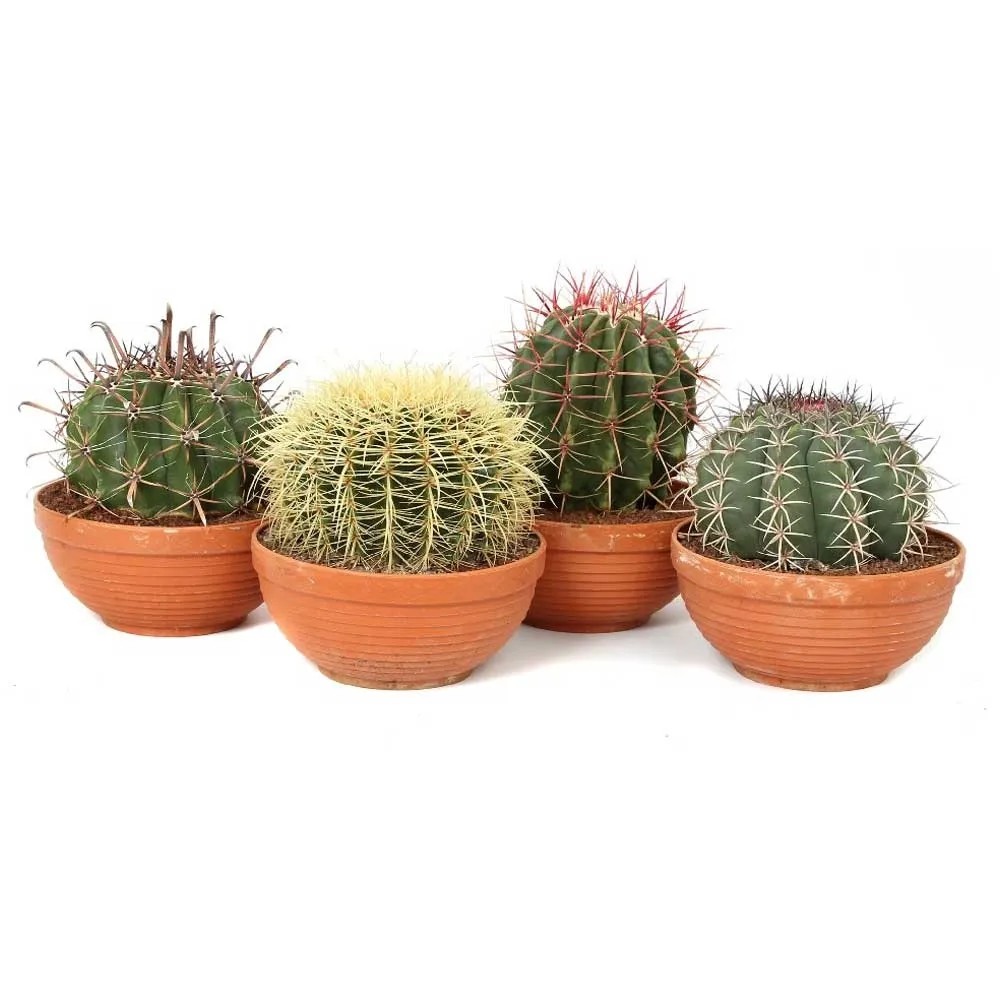 Cactus Canarias Mix Topf  23 cm / 1 Stk.