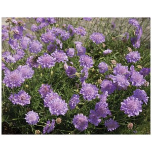Perenni selvatiche viola in fiore in vaso da 2 l. Pianta da giardino popolare e amica degli insetti.